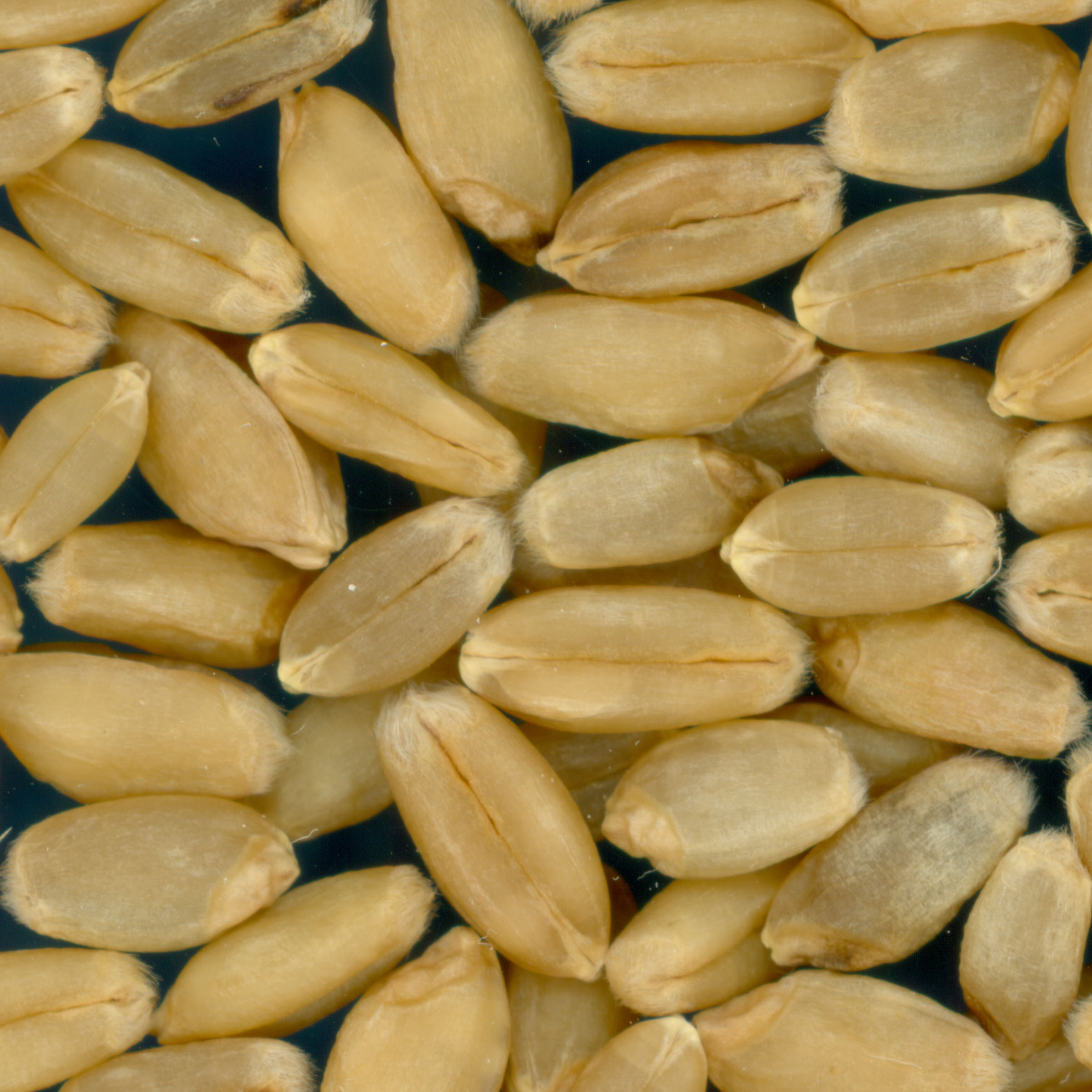 KERNELS